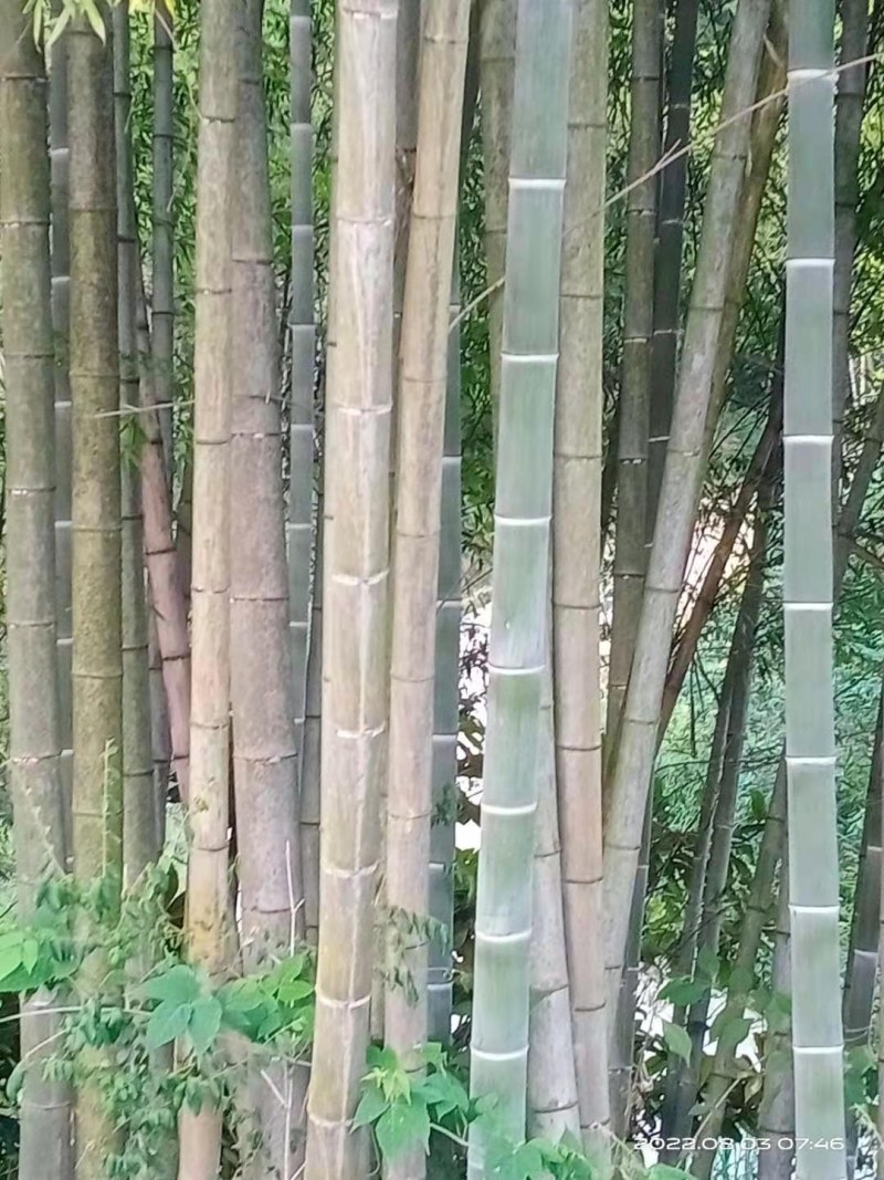 南竹，出售大量的南竹，