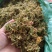 湖南金银花青茶五彩花现货供应库存充足大货批发