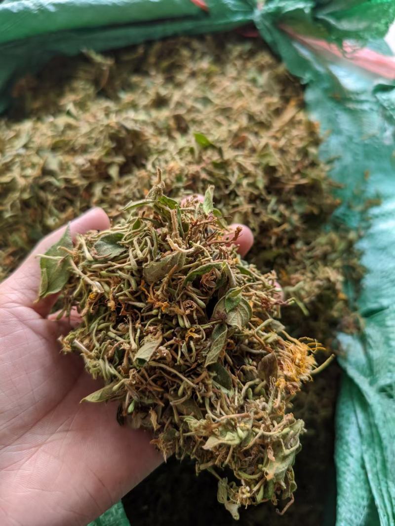 湖南金银花青茶五彩花现货供应库存充足大货批发