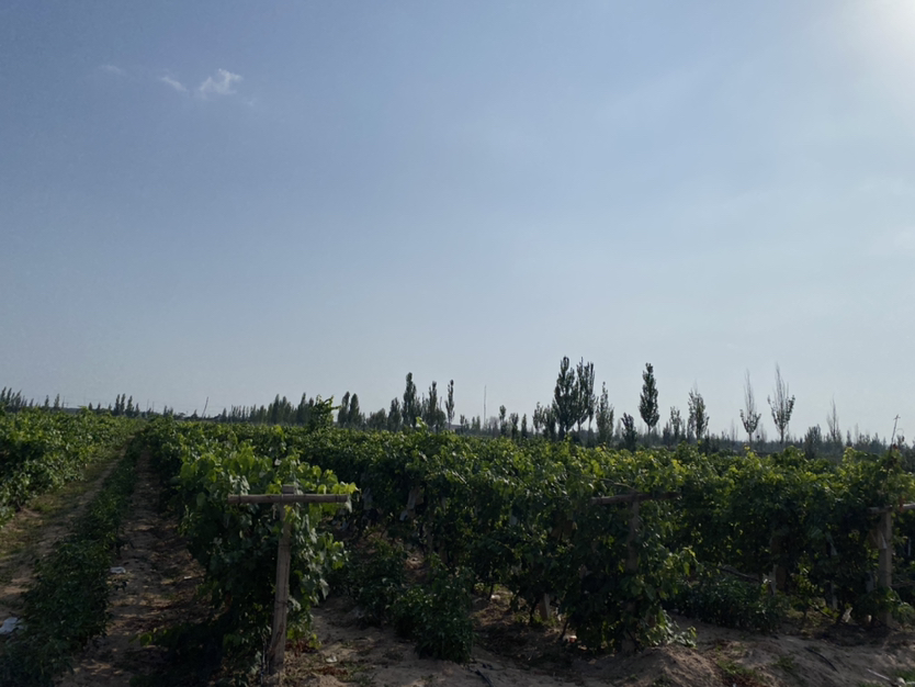 法国南部葡萄园全景,整齐排列的葡萄藤延伸至远方,背景为蓝天白云 法国葡萄园航拍图