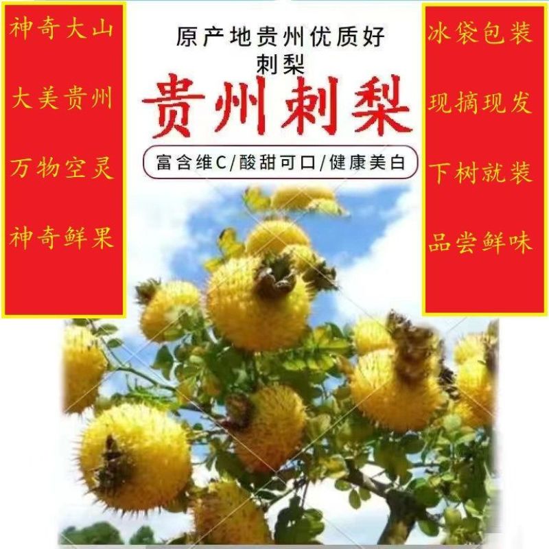 贵州六盘水特产刺梨新新鲜水果刺梨新鲜水果现摘贵州特色