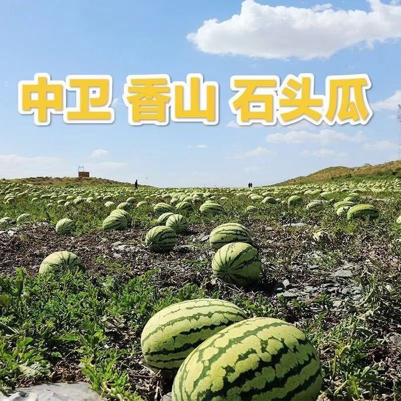 内蒙石头瓜