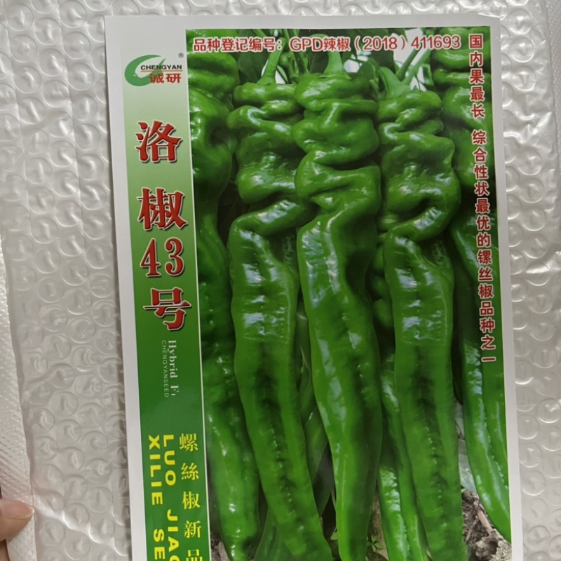 洛椒43螺丝椒种子大果型品种浓香辣品种，大田种子