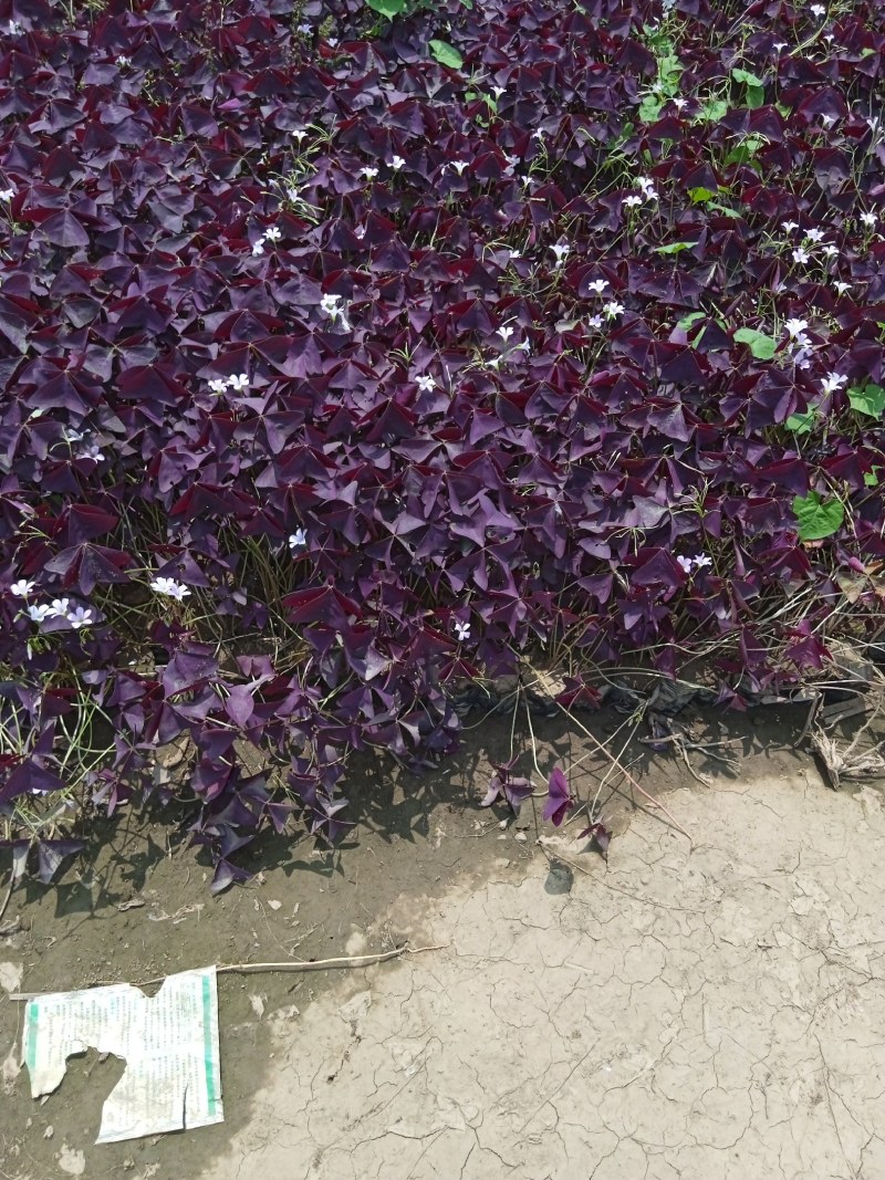 紫叶榨浆草