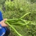 露天辣椒种植基地每天大量供应20吨精品辣椒