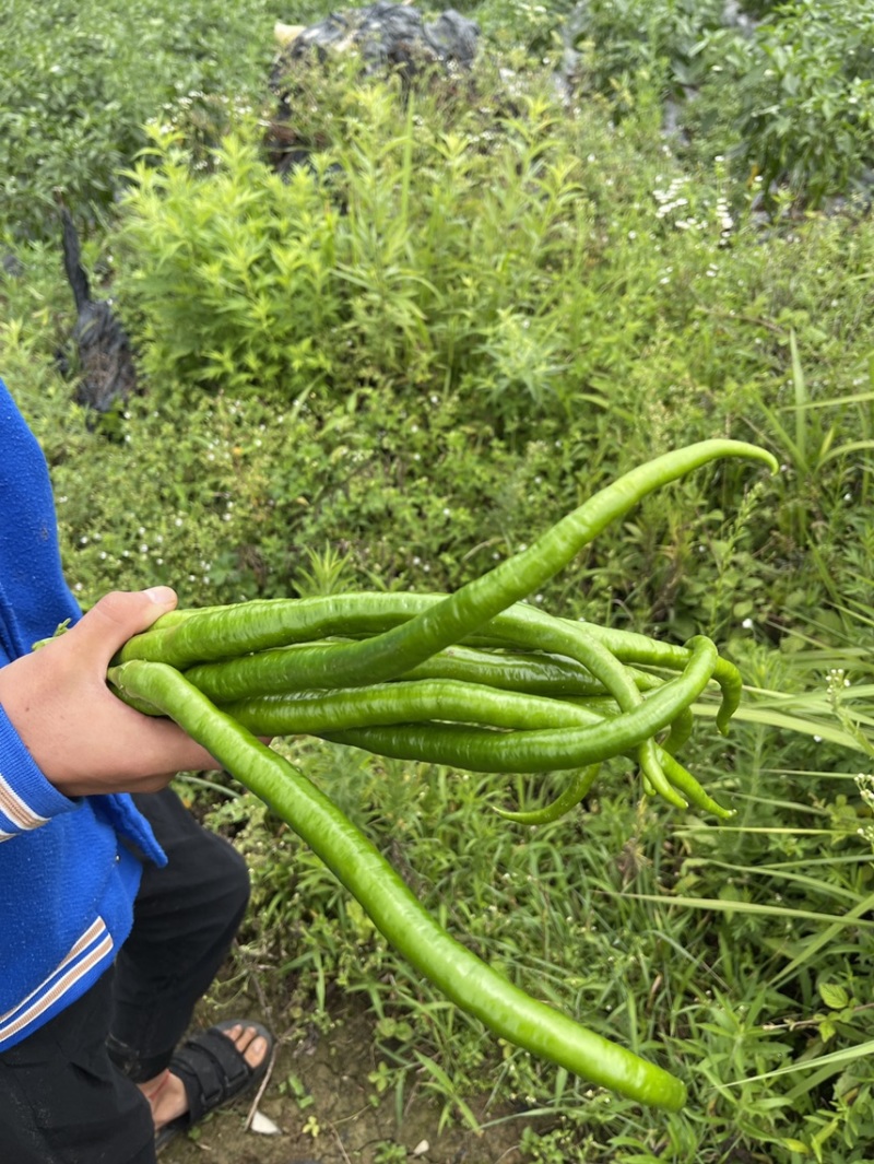 露天辣椒种植基地每天大量供应20吨精品辣椒