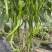 露天辣椒种植基地每天大量供应20吨精品辣椒