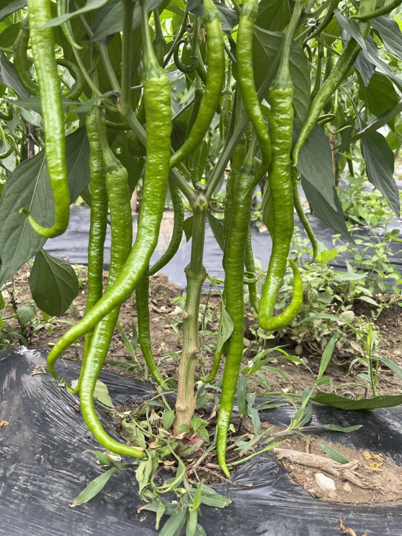 露天辣椒种植基地每天大量供应20吨精品辣椒