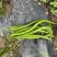 露天辣椒种植基地每天大量供应20吨精品辣椒