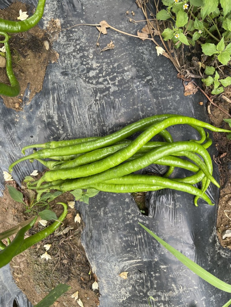 露天辣椒种植基地每天大量供应20吨精品辣椒