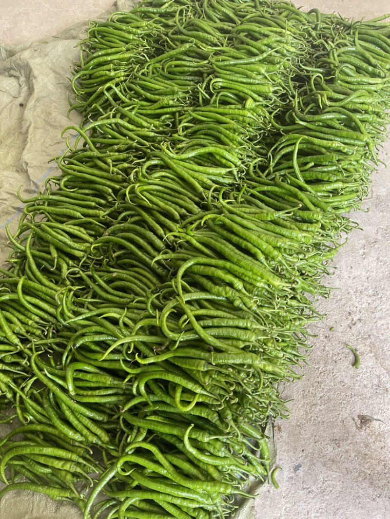 露天辣椒种植基地每天大量供应20吨精品辣椒