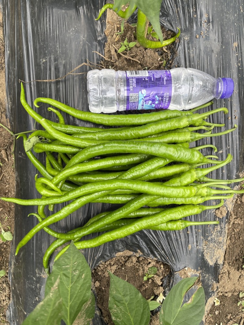 露天辣椒种植基地每天大量供应20吨精品辣椒