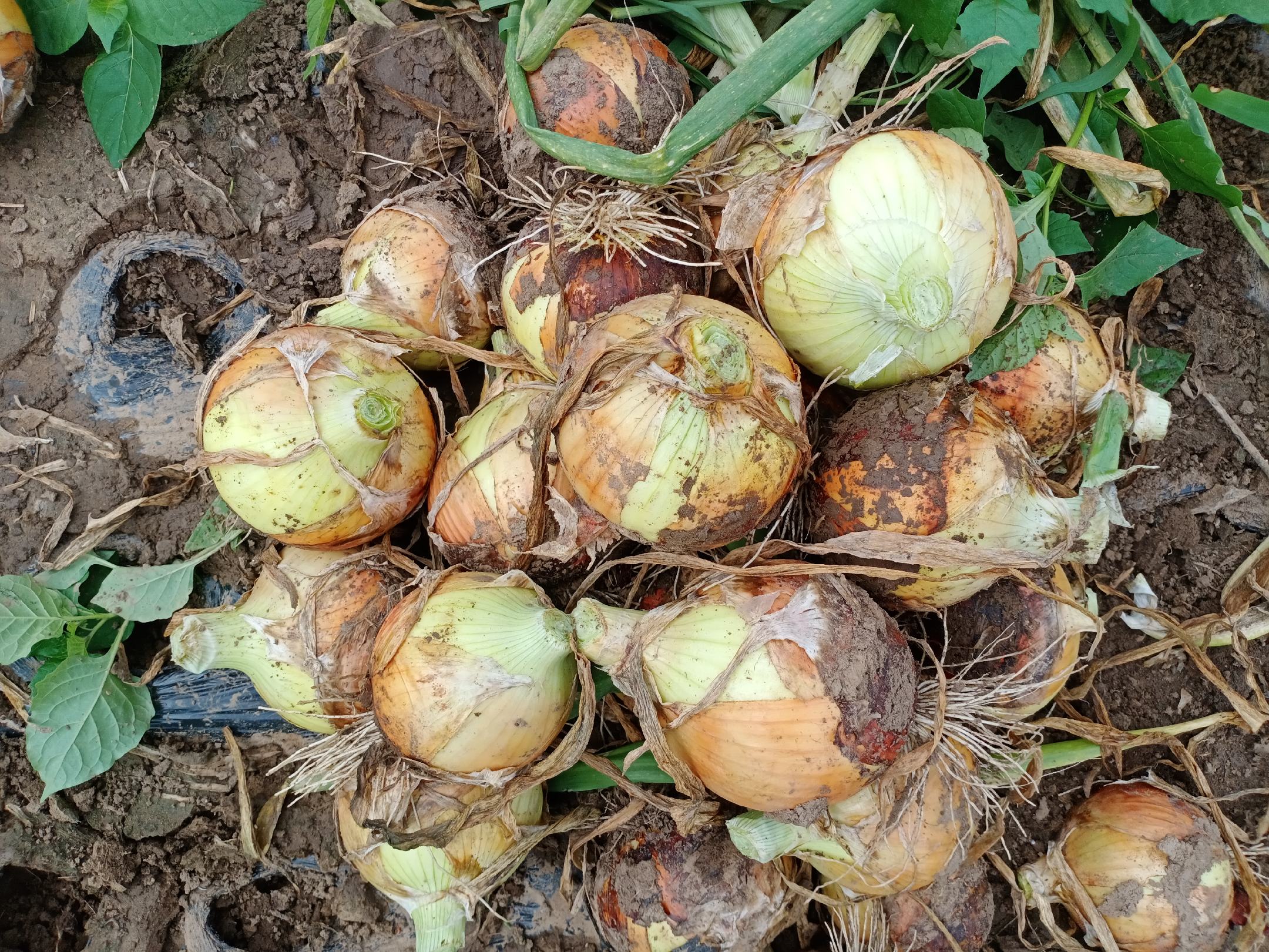 超市生鲜区整齐堆放的黄皮洋葱,呈金字塔形陈列,外皮呈金黄色,部分带有泥土痕迹,旁边标有价格标签,背景有顾客选购的身影 超市货架上的黄皮洋葱堆叠展示