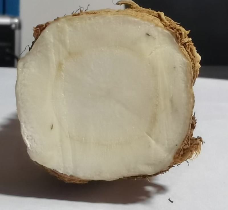 川白芷，无硫选片，各种规格等级，产地直发，质量保证