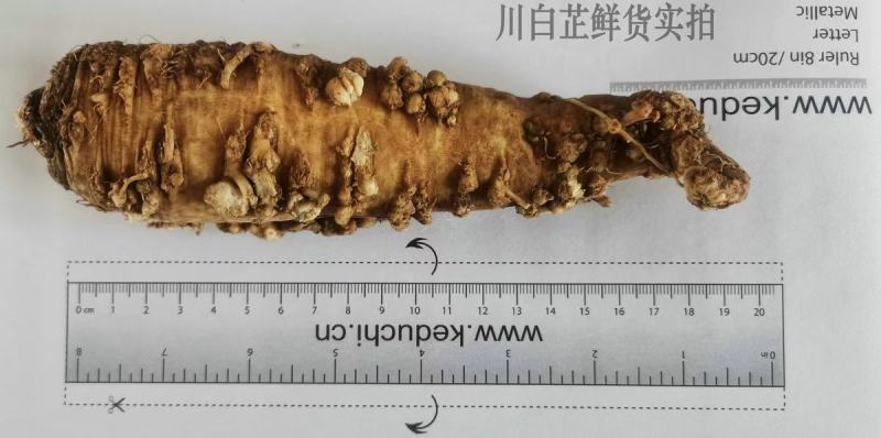川白芷，无硫选片，各种规格等级，产地直发，质量保证