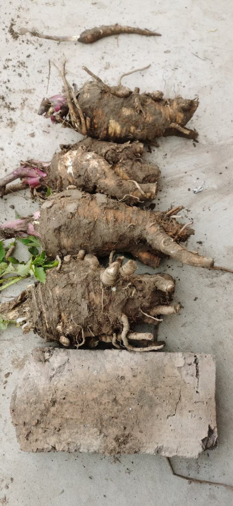川白芷，无硫选片，各种规格等级，产地直发，质量保证