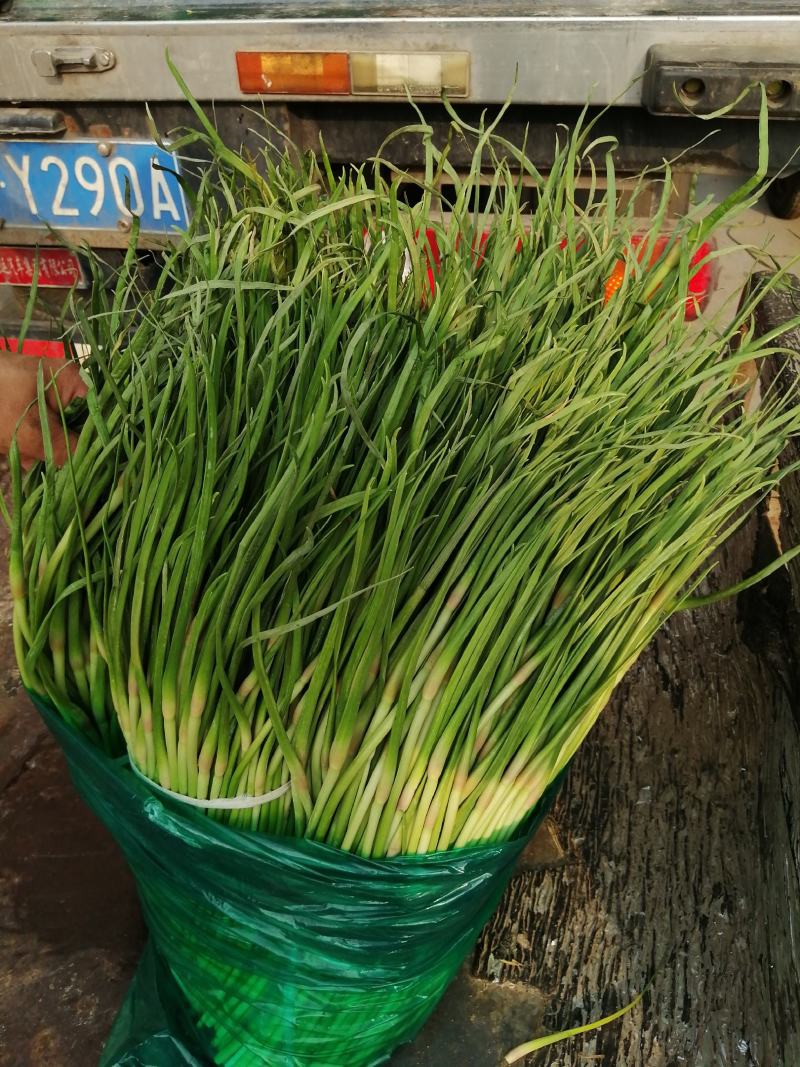 邳州蒜苔冷库红帽蒜苔直供商超可开发票可定制精品包装