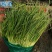 河南濮阳冷库保鲜蒜苔真一手货源量大从优欢迎咨询