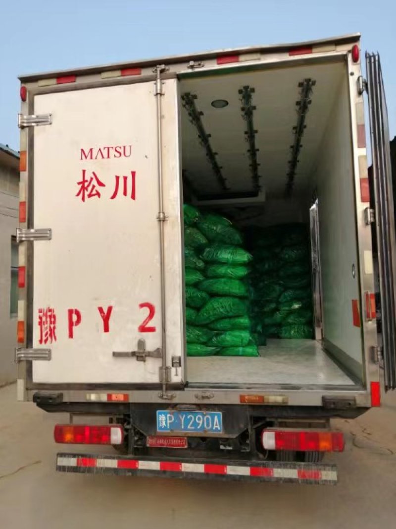 濮阳红帽蒜苔自有冷库600吨现货供应保鲜包装一条