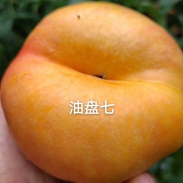 桃树苗：中油潘7号，中油潘9号桃树苗，个大，浓甜，耐储运