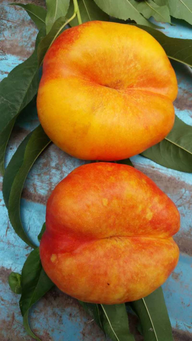 桃树苗：中油潘7号，中油潘9号桃树苗，个大，浓甜，耐储运