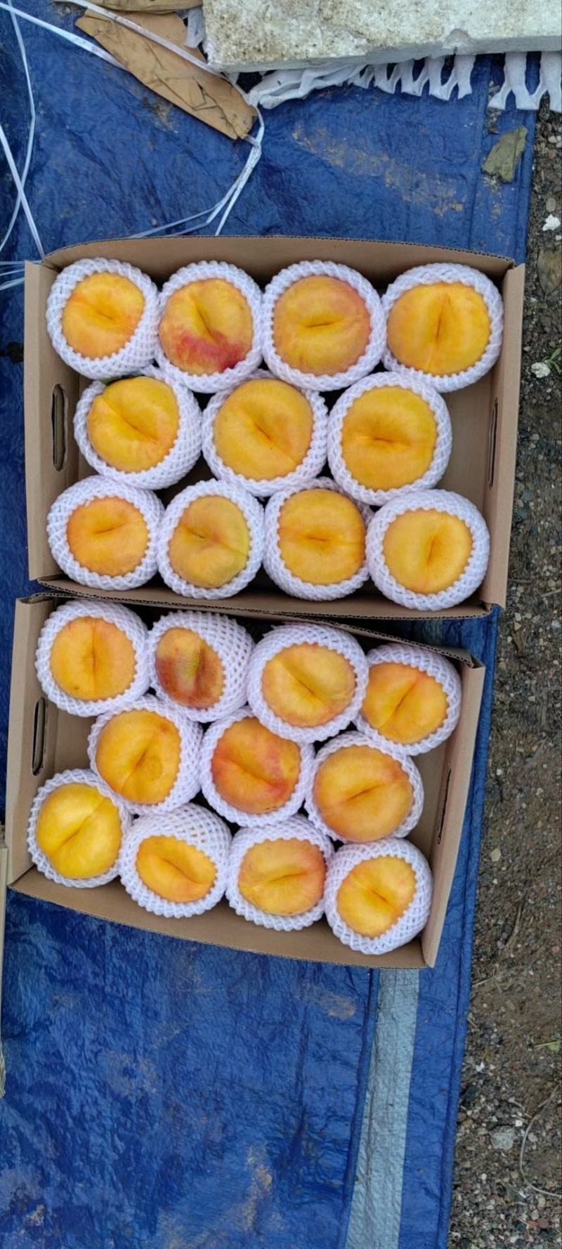 桃树苗：中油潘7号，中油潘9号桃树苗，个大，浓甜，耐储运