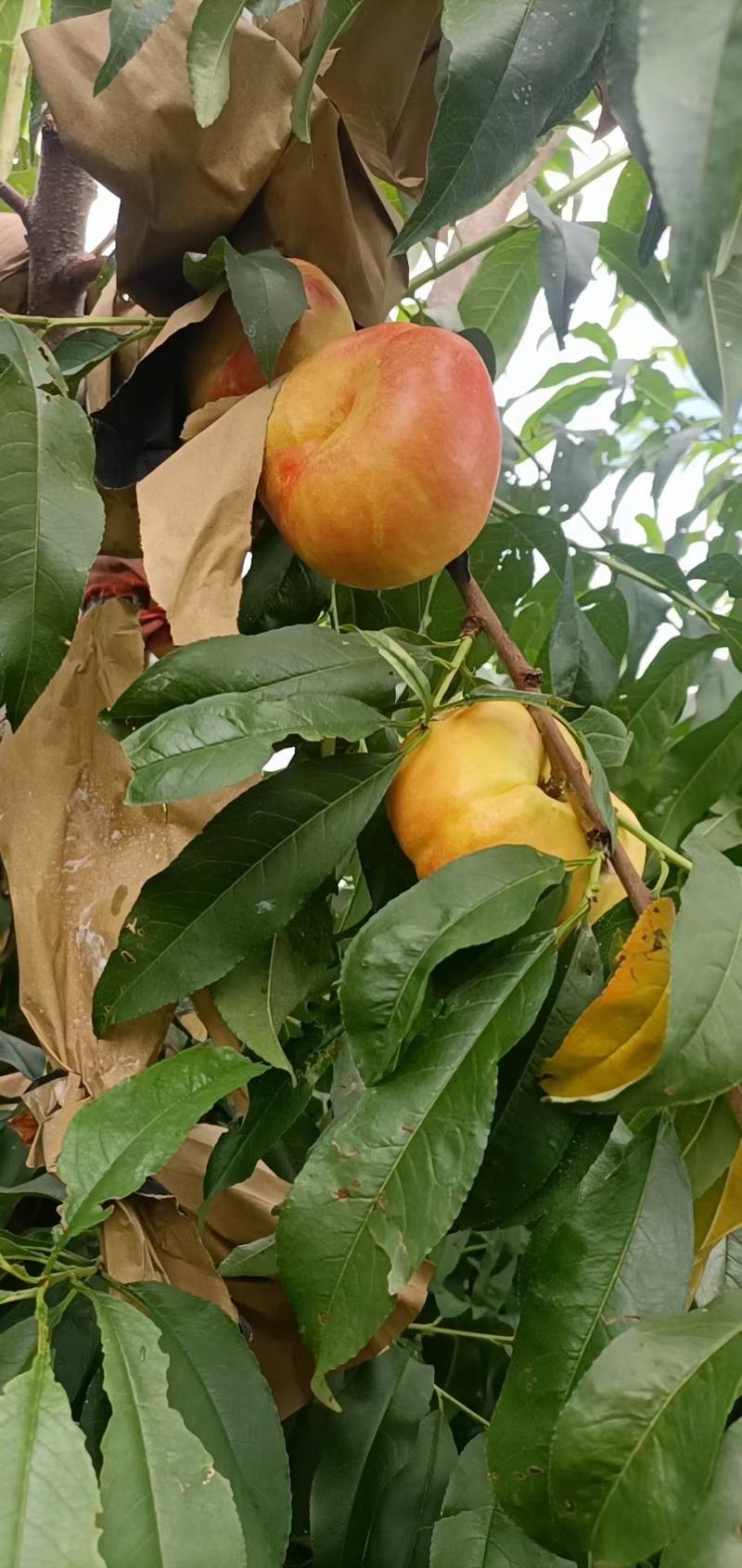 桃树苗：中油潘7号，中油潘9号桃树苗，个大，浓甜，耐储运