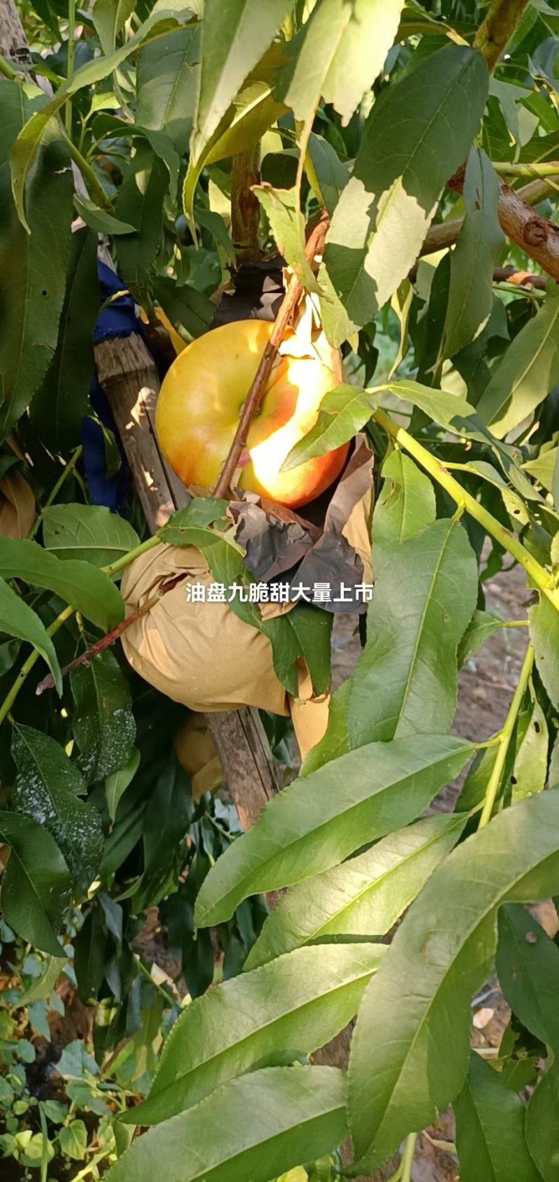 桃树苗：中油潘7号，中油潘9号桃树苗，个大，浓甜，耐储运