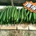 津优409：露地黄瓜、瓜条亮绿、把短条直、抗病性强