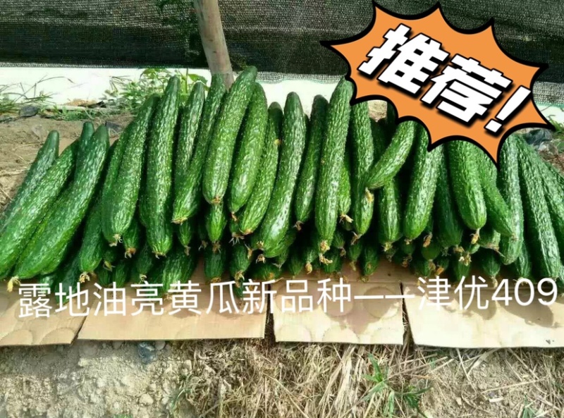 津优409：露地黄瓜、瓜条亮绿、把短条直、抗病性强