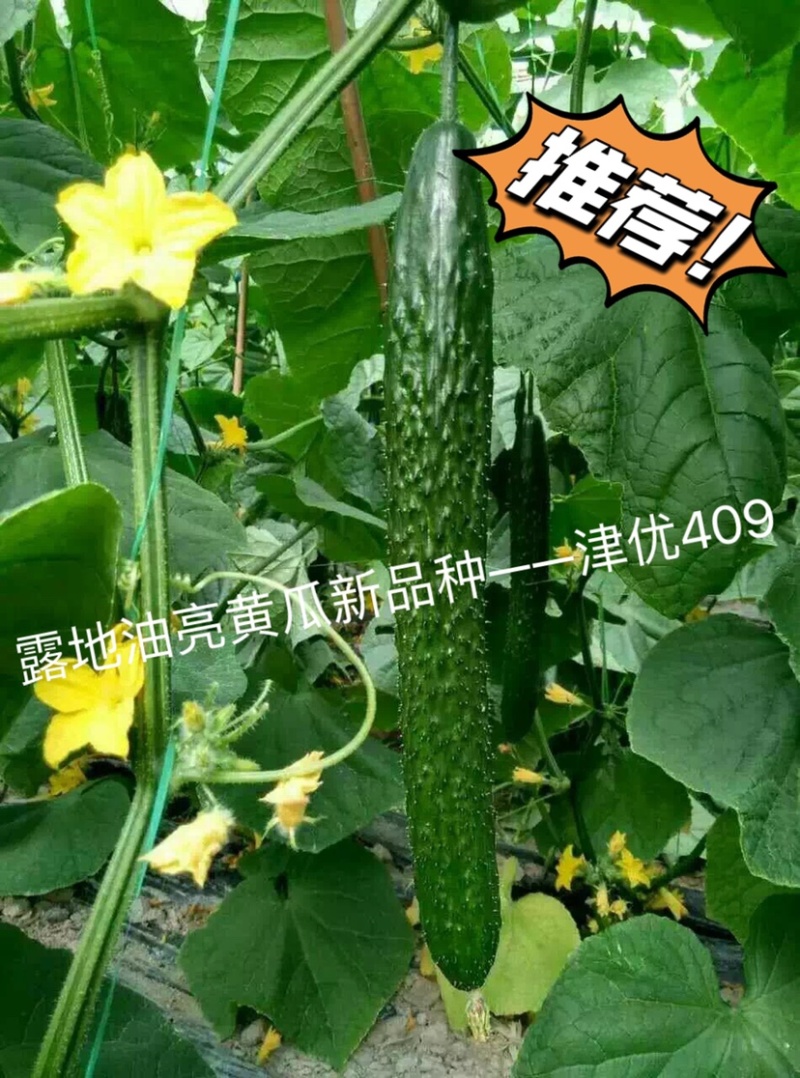 津优409：露地黄瓜、瓜条亮绿、把短条直、抗病性强