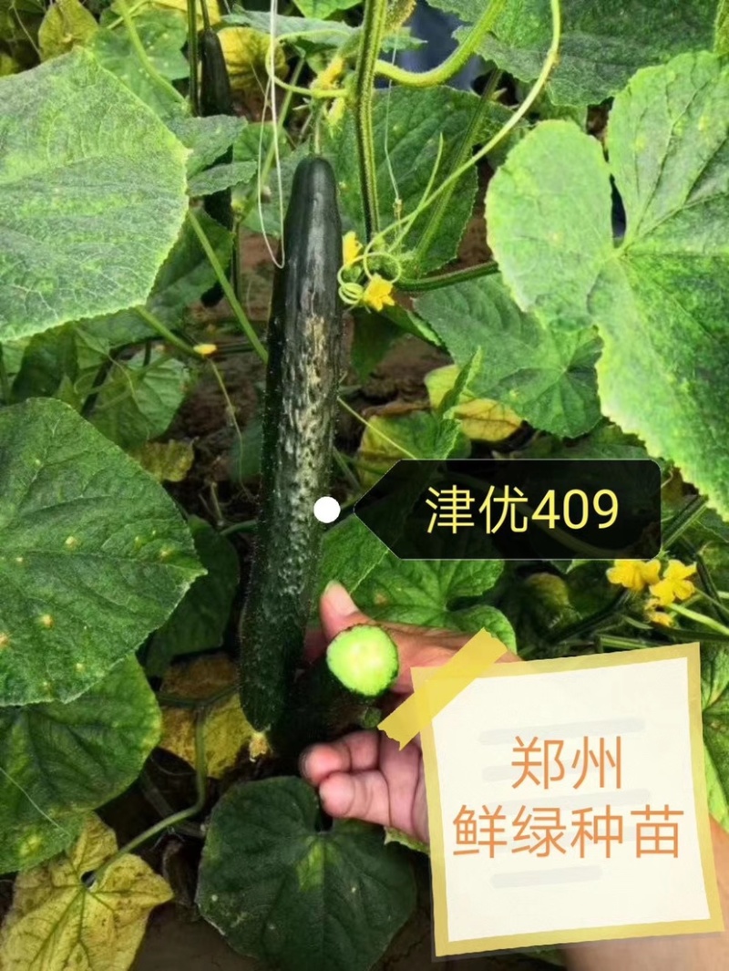 津优409：露地黄瓜、瓜条亮绿、把短条直、抗病性强