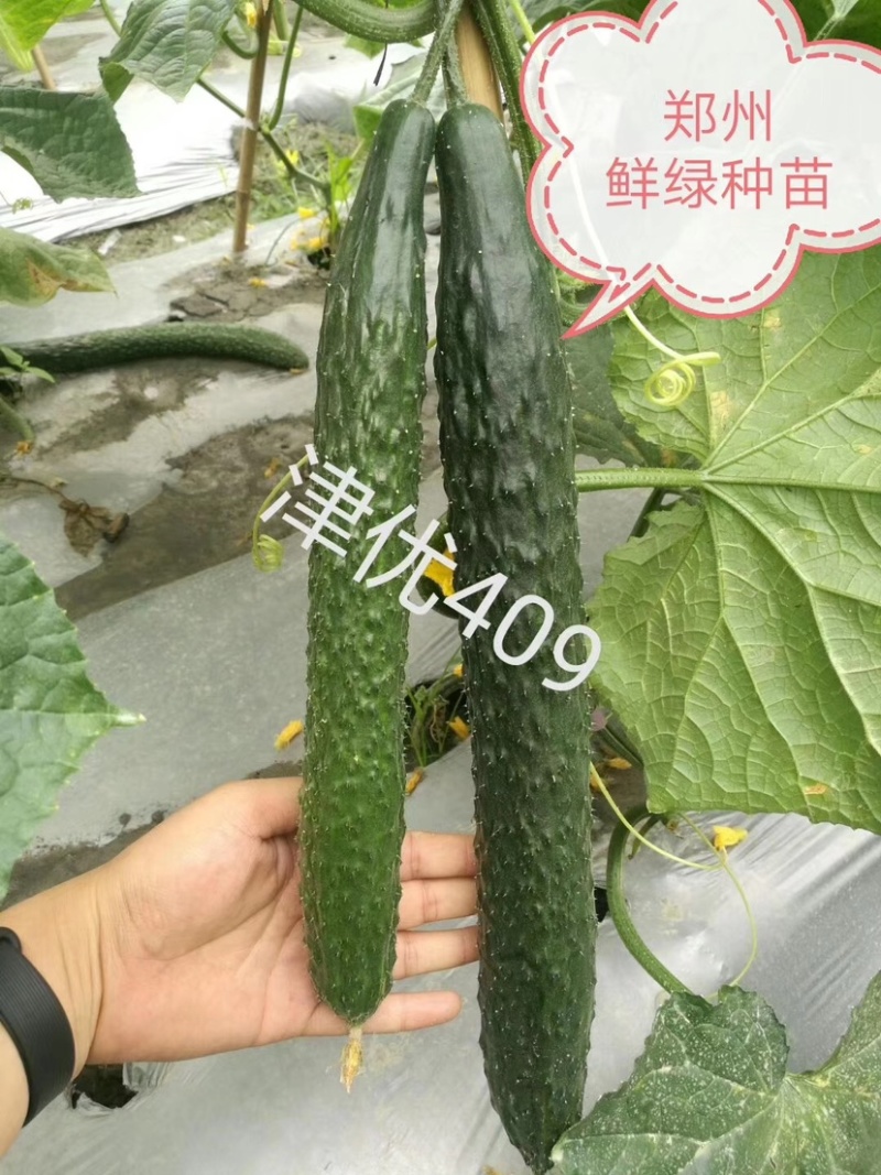 津优409：露地黄瓜、瓜条亮绿、把短条直、抗病性强