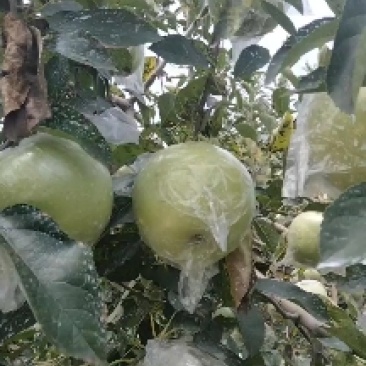 黄元帅苹果7.25号大量上市，脆甜可口，欢迎新老朋友光临