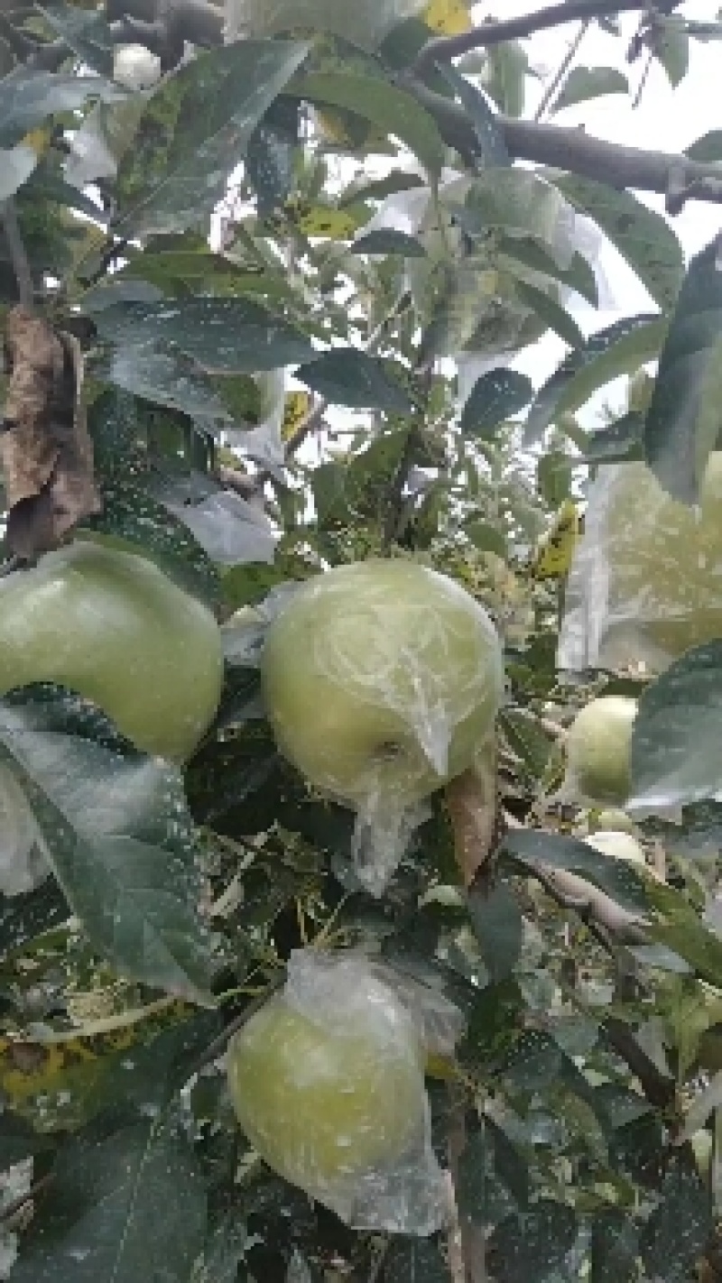 黄元帅苹果7.25号大量上市，脆甜可口，欢迎新老朋友光临