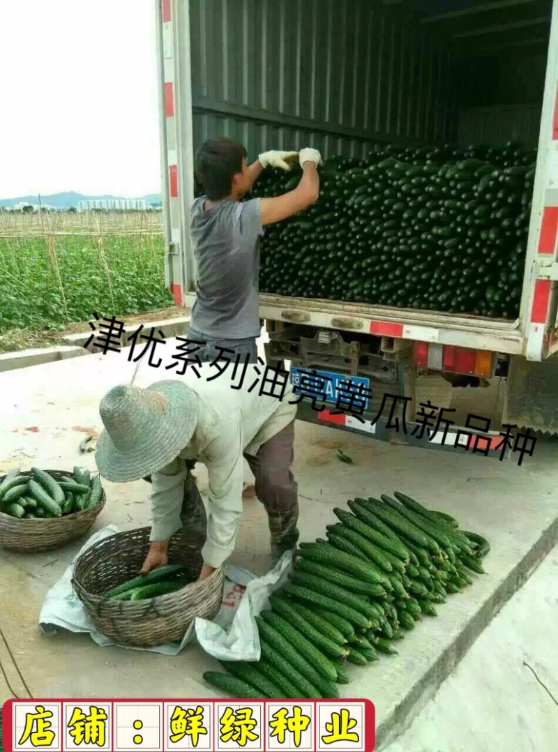 津优508：耐热性好、瓜色深绿、口感脆甜、丰产潜力大