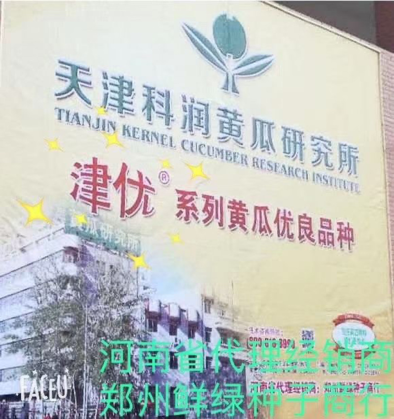 津优508：耐热性好、瓜色深绿、口感脆甜、丰产潜力大