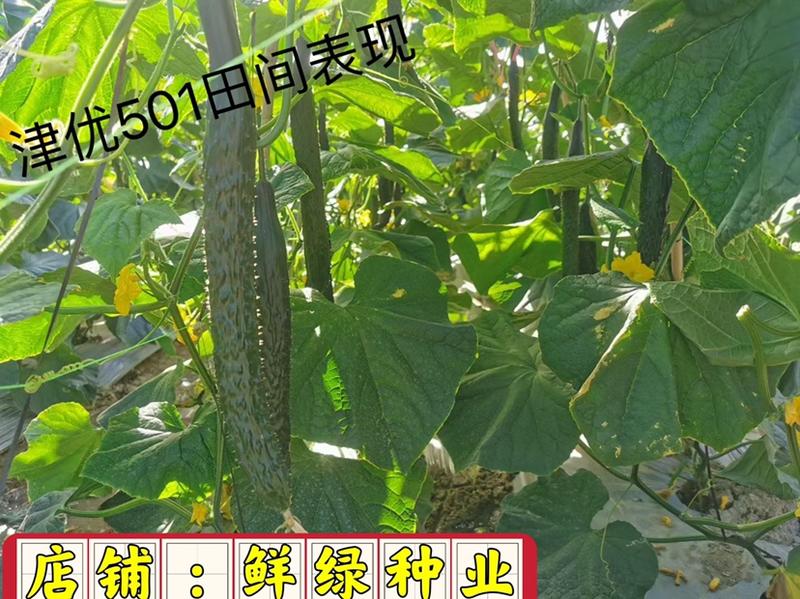 津优501：春秋露地黄瓜新品种，瓜码密，产量高，深绿油亮
