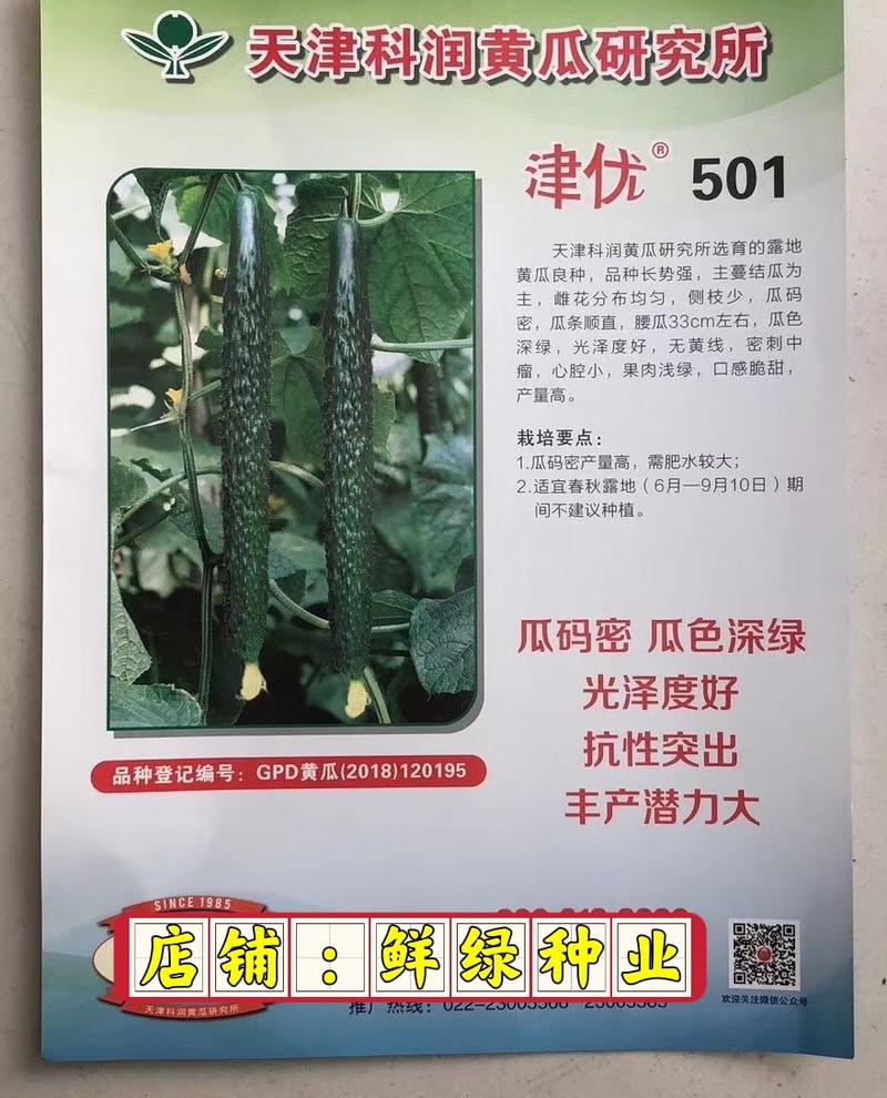 津优501：春秋露地黄瓜新品种，瓜码密，产量高，深绿油亮