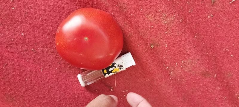 高山货，高品质，优质西红柿，品质有保障诚信经营。