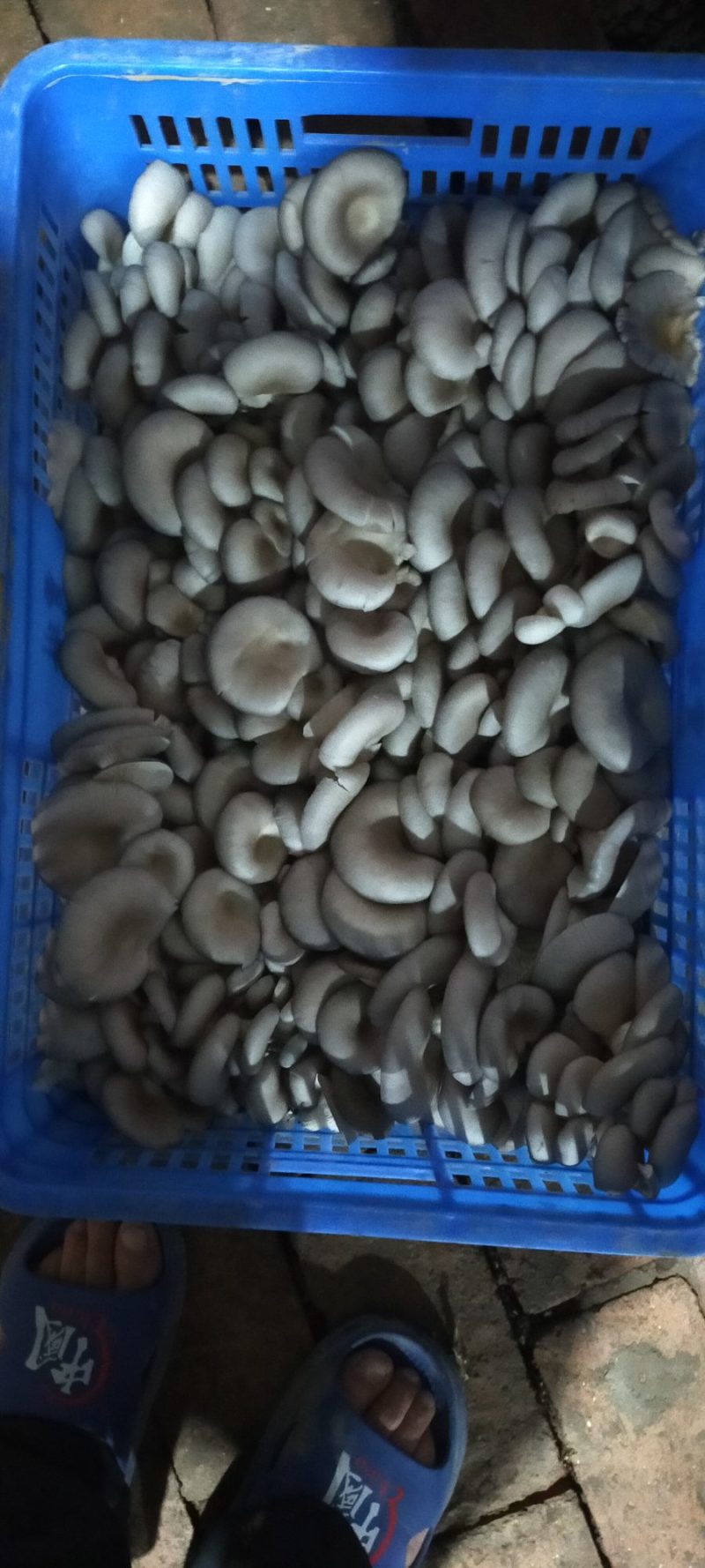 阜阳市太和县坟台镇家庭农场专业食用菌棒生产销售