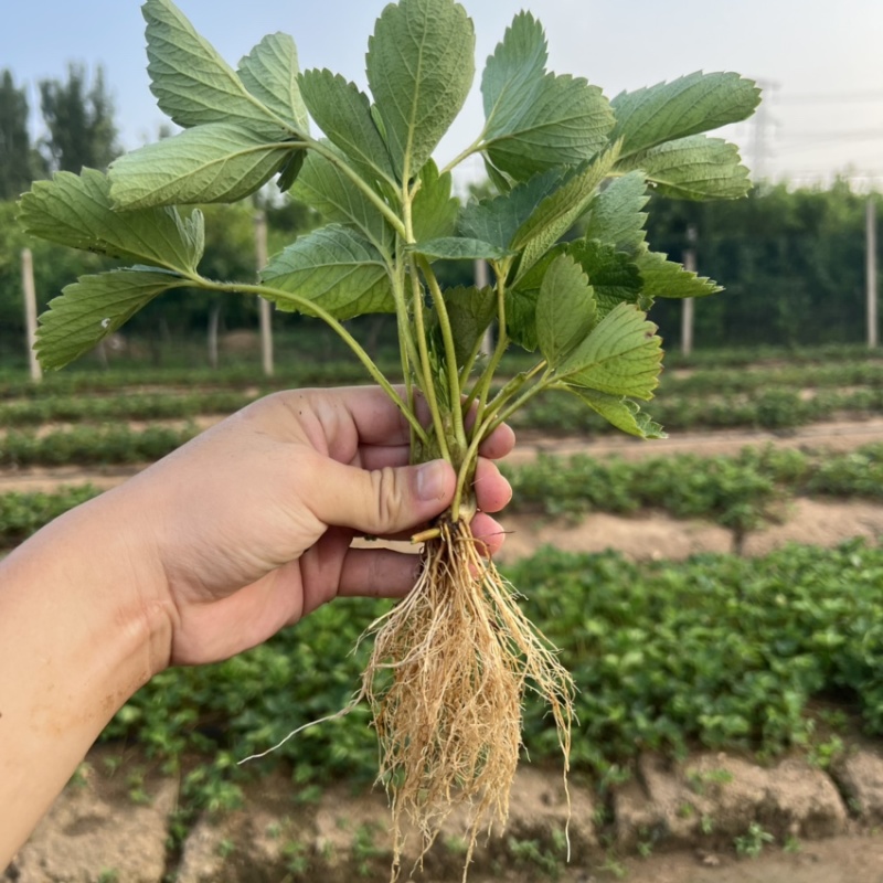 红颜草莓苗大叶红颜产量高抗病能力强超级红颜草莓苗
