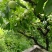 茂县汶川的清脆李