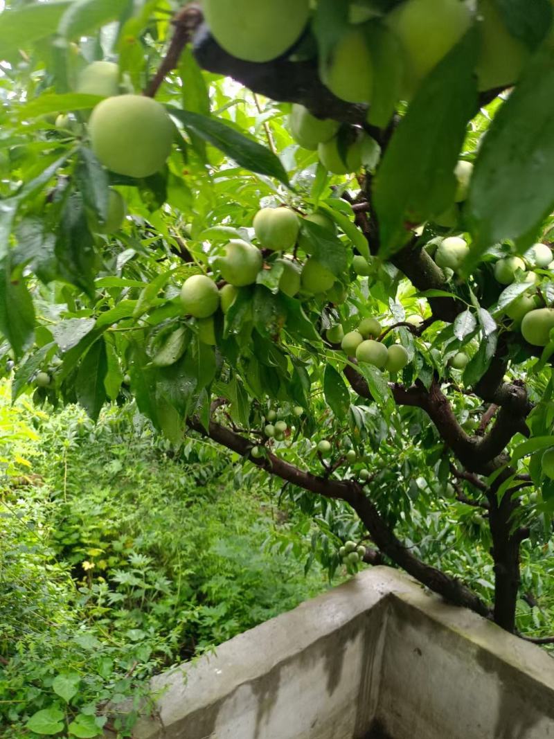 茂县汶川的清脆李