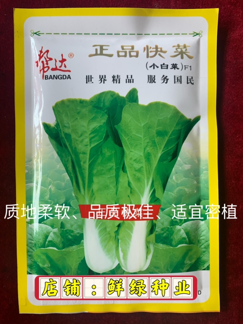 快菜品种25天左右可采收质地细腻柔软、品质好、商品性优越