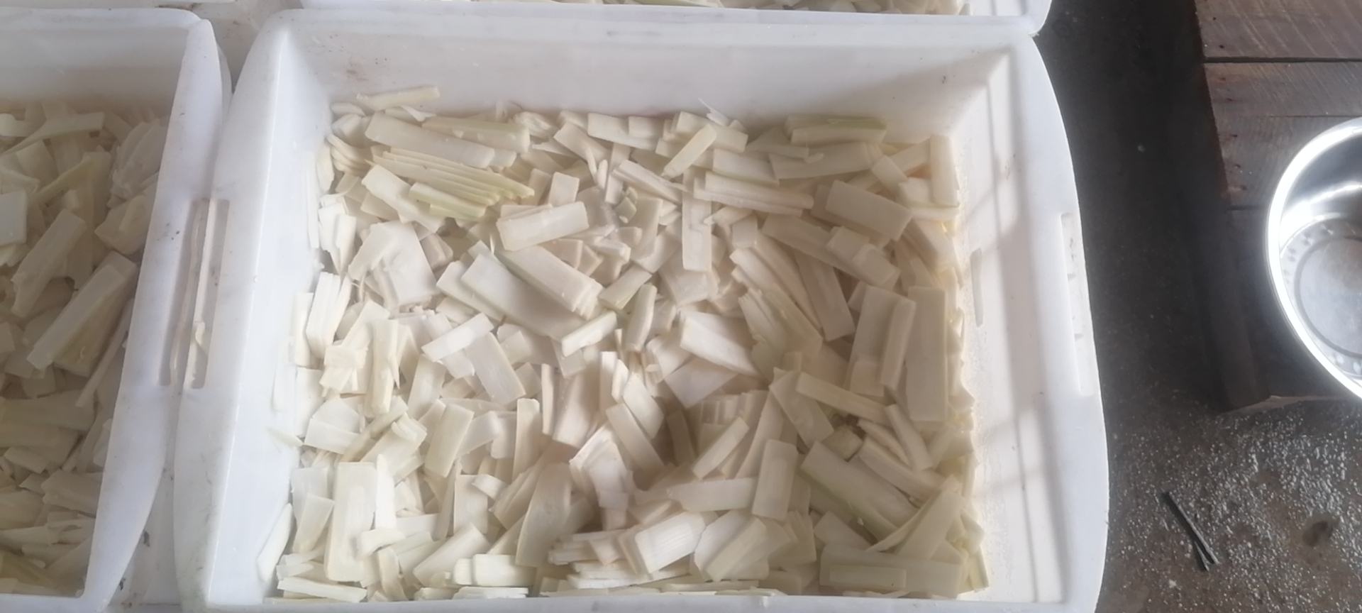 麻竹笋特写