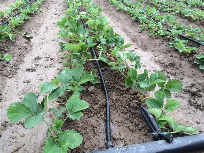 妙香三号草莓种植大棚