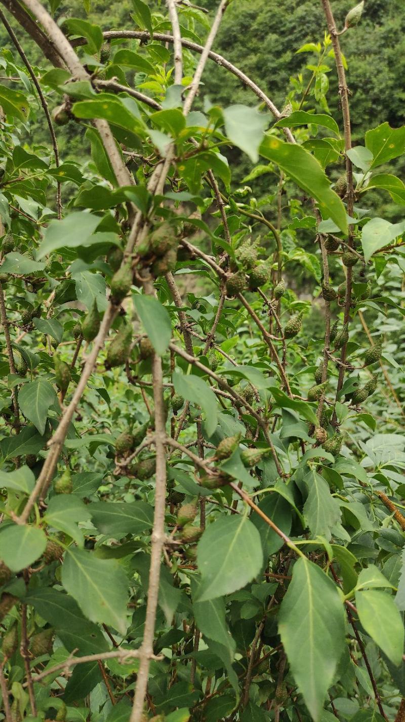 甘肃省陇南高山地区百亩人工种植连翘（三号四号）青翘