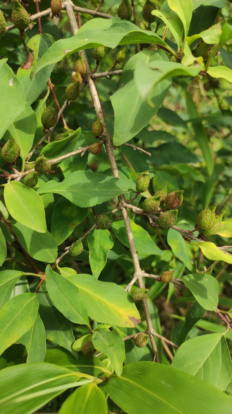 甘肃省陇南高山地区百亩人工种植连翘（三号四号）青翘