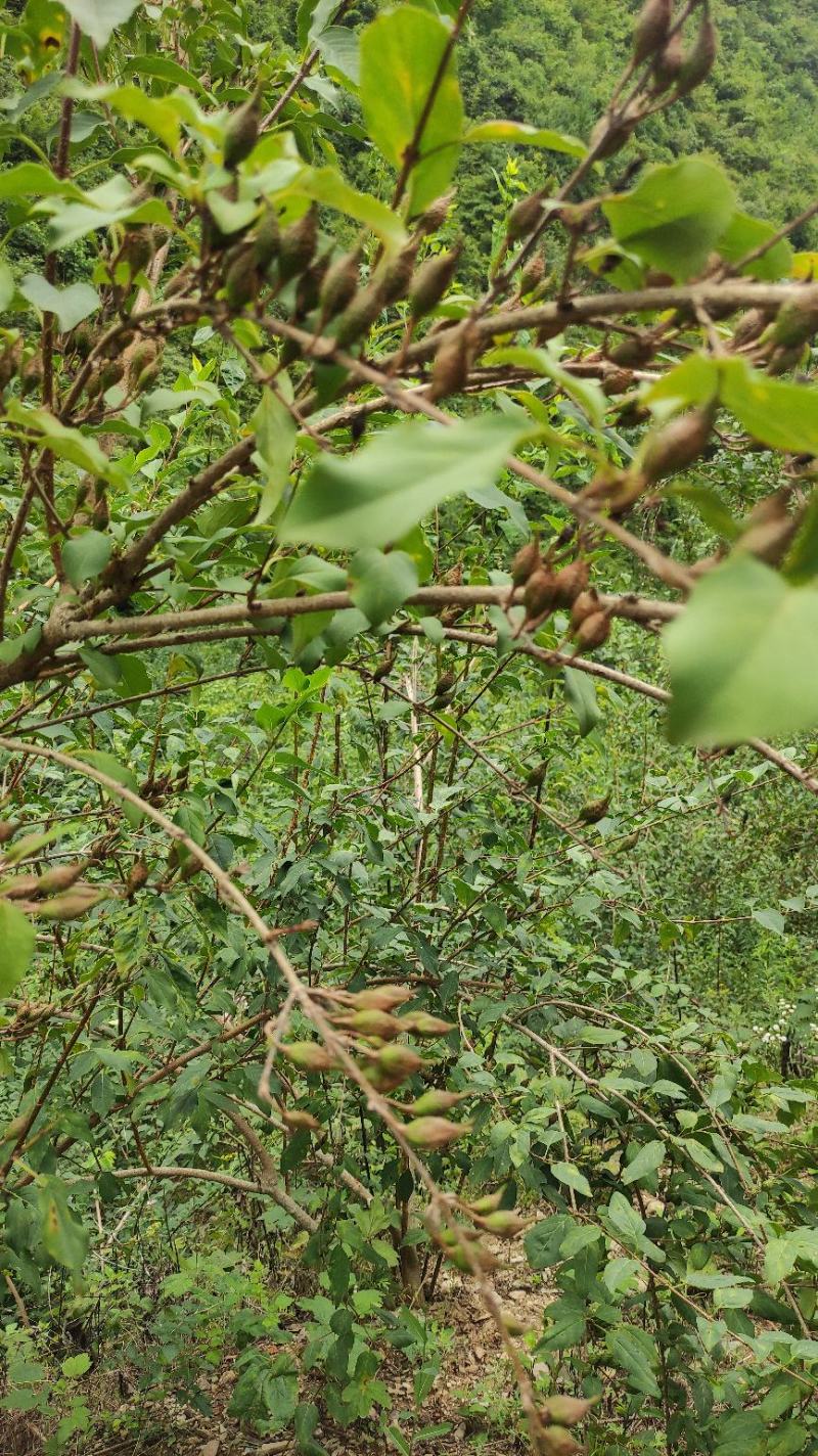 甘肃省陇南高山地区百亩人工种植连翘（三号四号）青翘